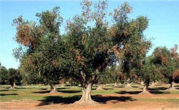 EQUO reclama una reorganización del campo andaluz que lo haga menos vulnerable ante la amenaza de la Xylella