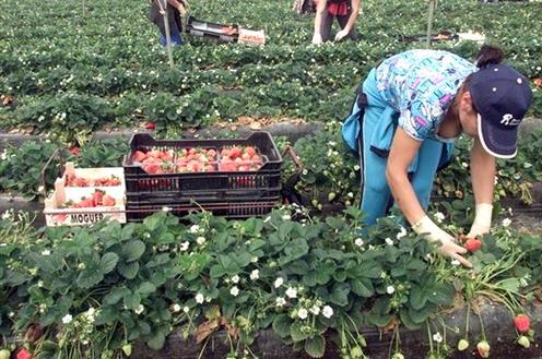 El PCA plantea modificaciones a la PAC y sanciones a empresas para evitar el abuso laboral en el campo andaluz