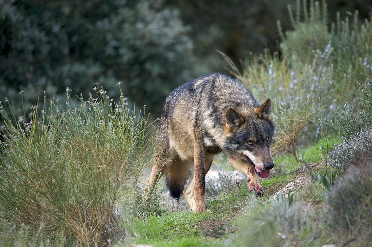 Todos a una: el Ayuntamiento de Fuente Obejuna, con 6 concejales del PSOE y 5 del PP, aprueba por unanimidad pedir la paralización del Programa de Recuperación del lobo ibérico en Andalucía