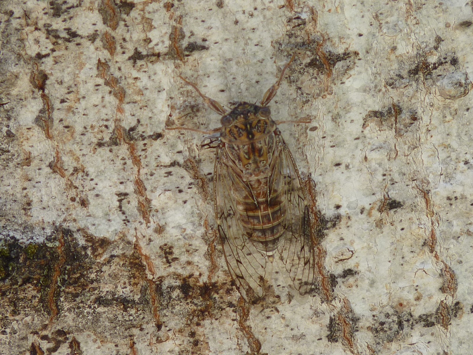 Segundo programa de «Bichos y Malas Yerbas», con Diego Peinazo