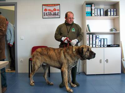 El Centro del Control Animal de Sadeco esclarece las dudas habituales en relación al abandono animal