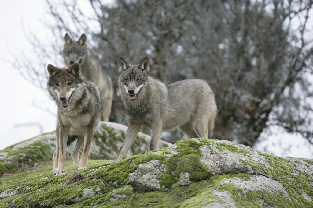 El Área de Medio Ambiente de IULV-CA Córdoba felicita al pleno de Diputación por rechazar la propuesta del PP para paralizar el proyecto sobre el lobo en Andalucía