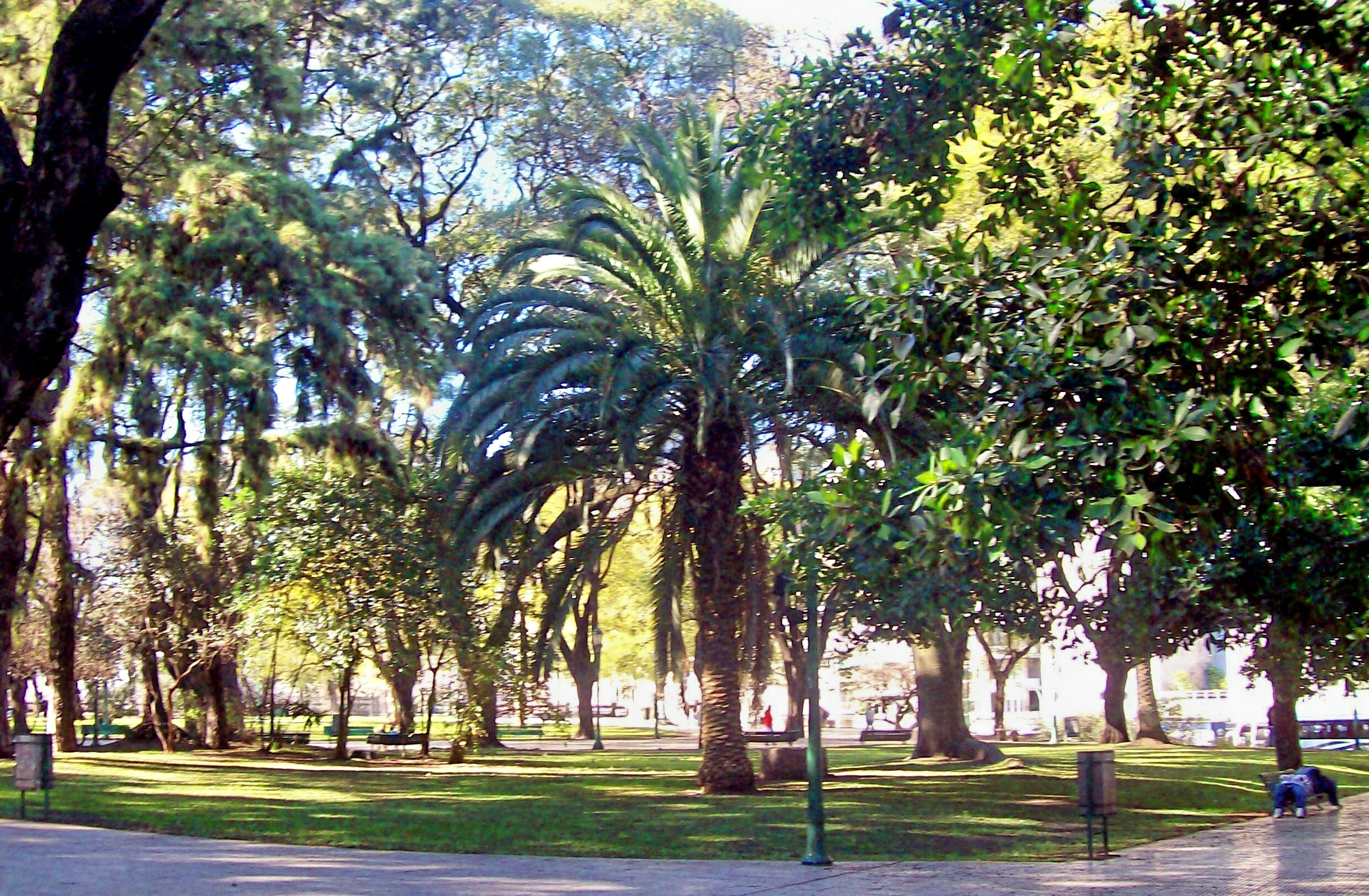 Infraestructuras evalúa el estado de pinos y abetos en cuatro zonas de la ciudad