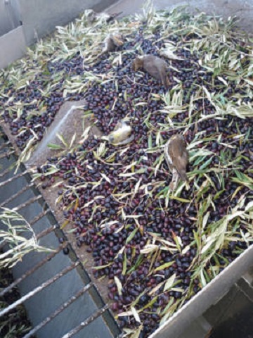 Ecologistas en Acción reclama la prohibición inmediata de la recogida nocturna de aceitunas por la altísima mortalidad de aves que provoca