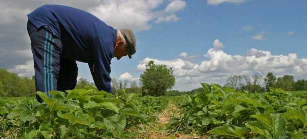 agricultor-campo-espaa-500