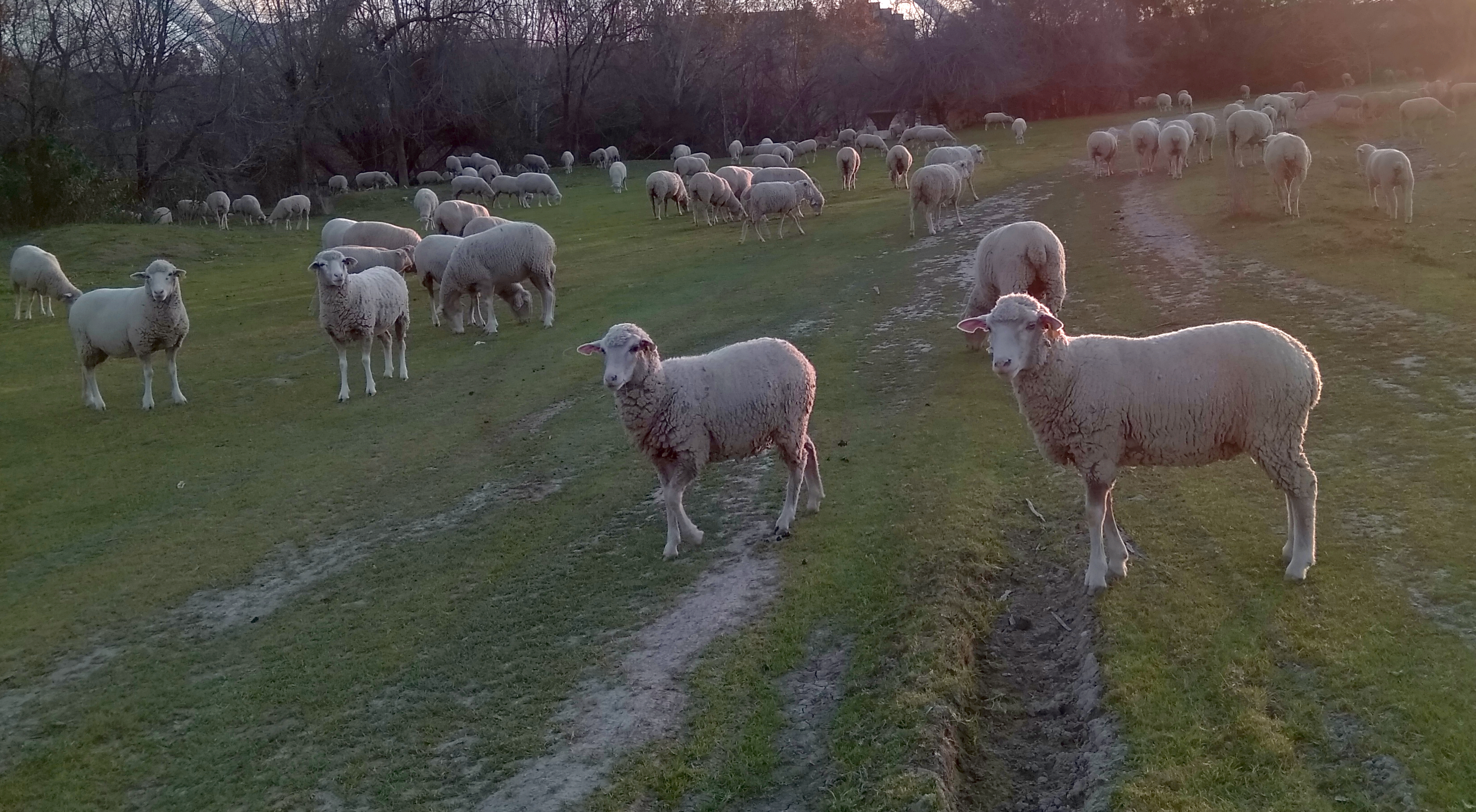 Macrogranjas, un problema ambiental emergente