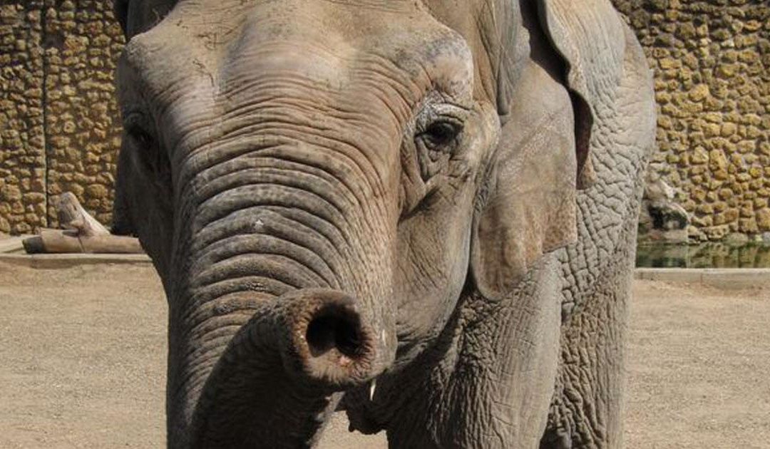 «Tras la muerte de Flavia, deconstruyamos el zoológico»