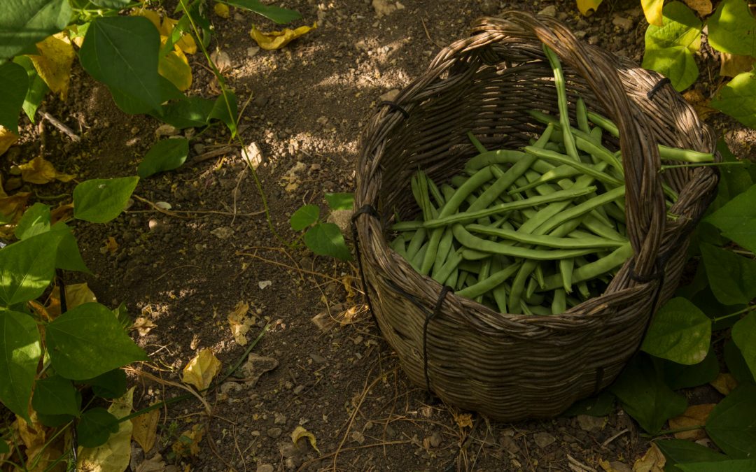 Alimentos que educan