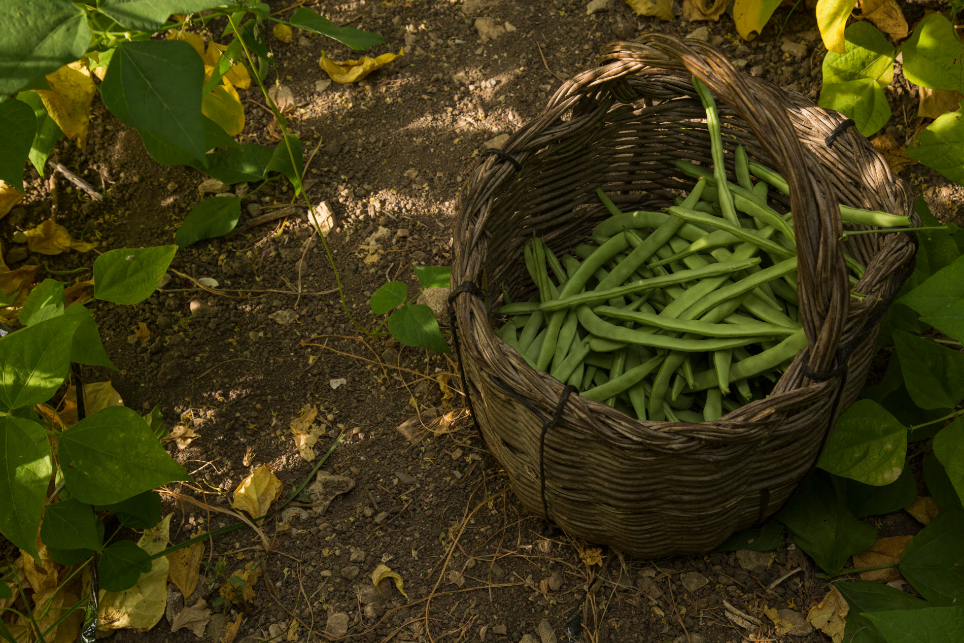 alimentos que educan