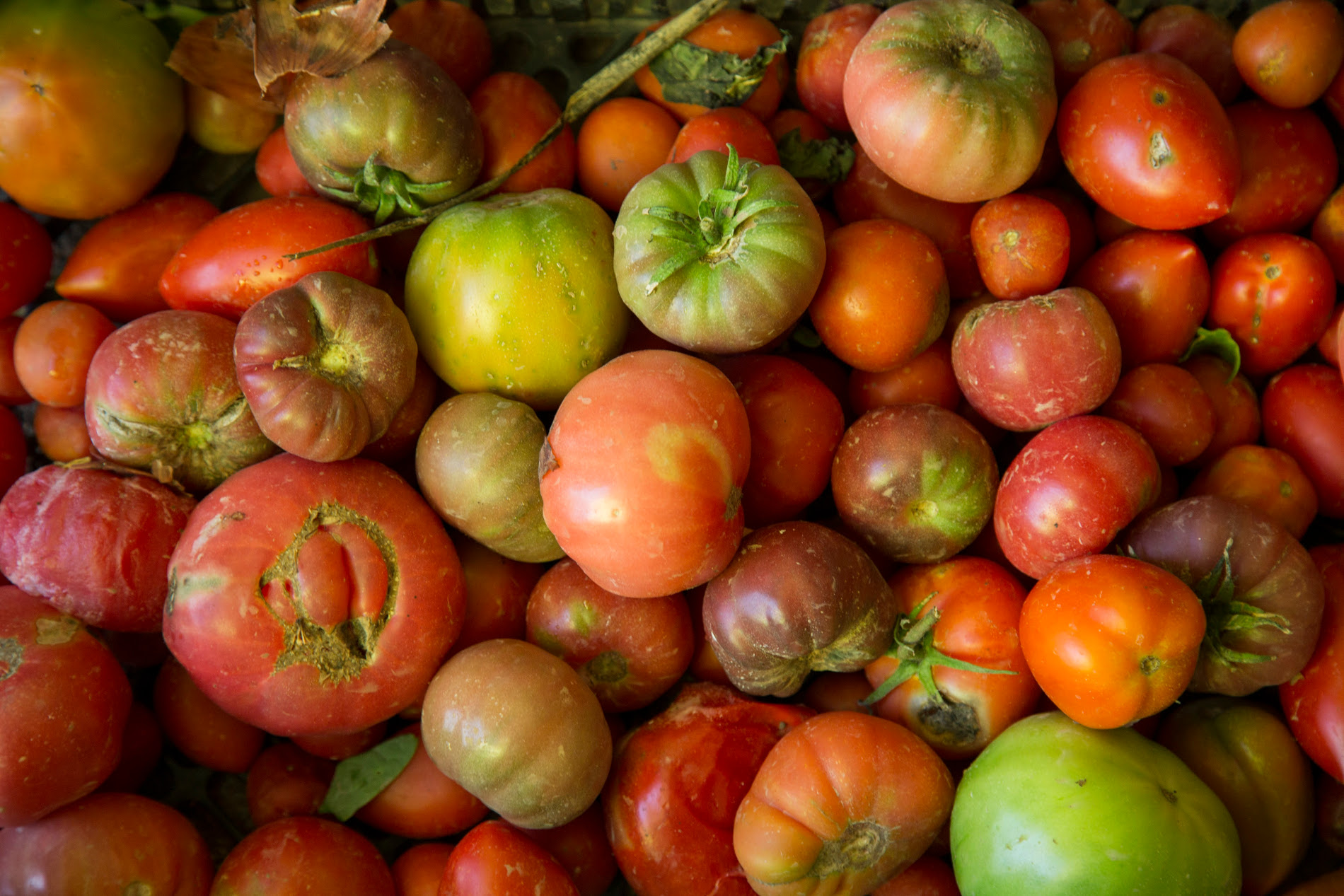 tomates