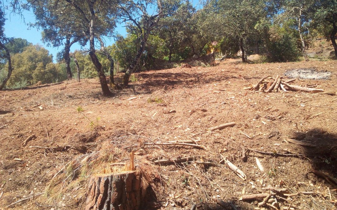 Ecologistas en Acción denuncia actuaciones ilegales en El Salado