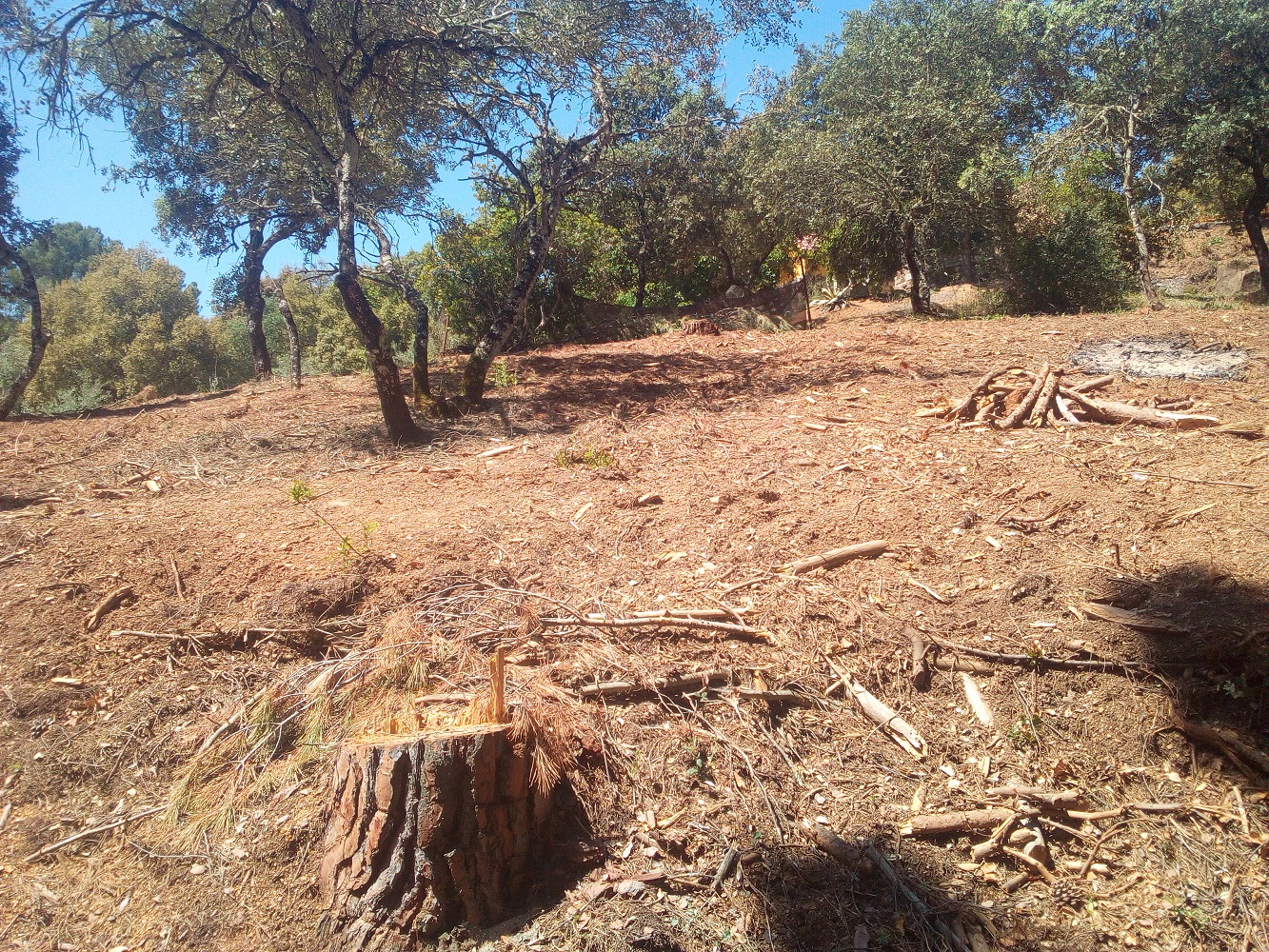 DESBROCE Y TALAS EN EL SALADO