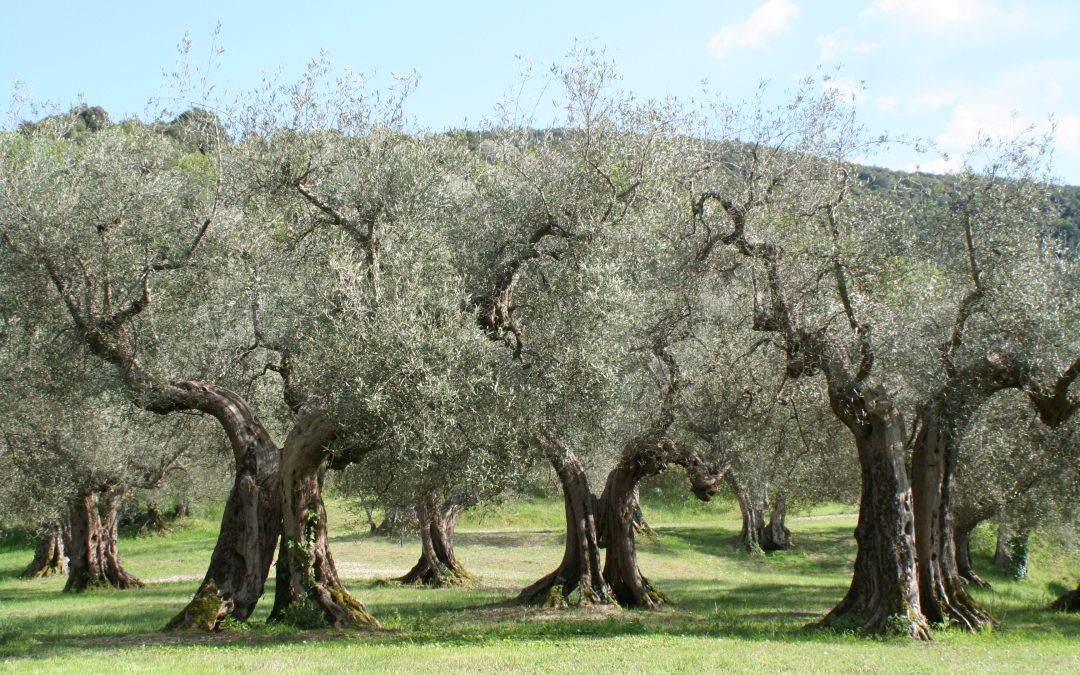 Postura de CTA sobre el acuerdo extrajudicial para la adaptación del convenio colectivo del campo al SMI