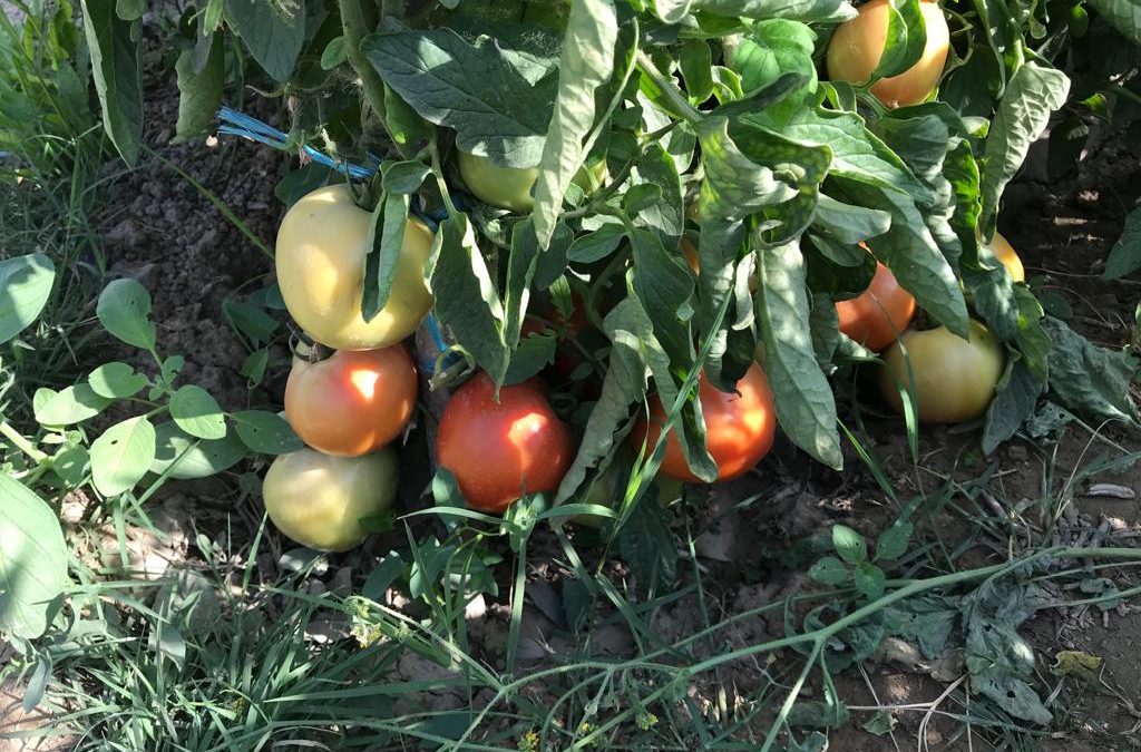 Filosofía del tomate
