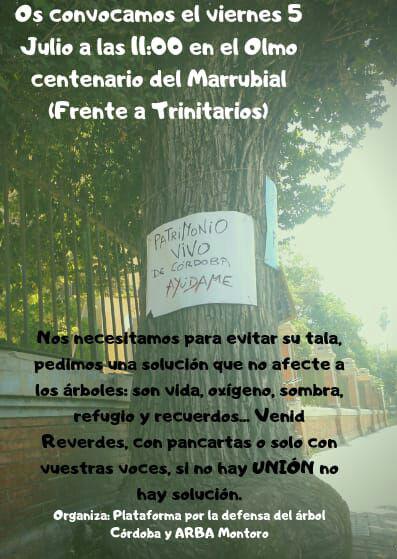 Inician una campaña de firmas para salvar al olmo del Marrubial