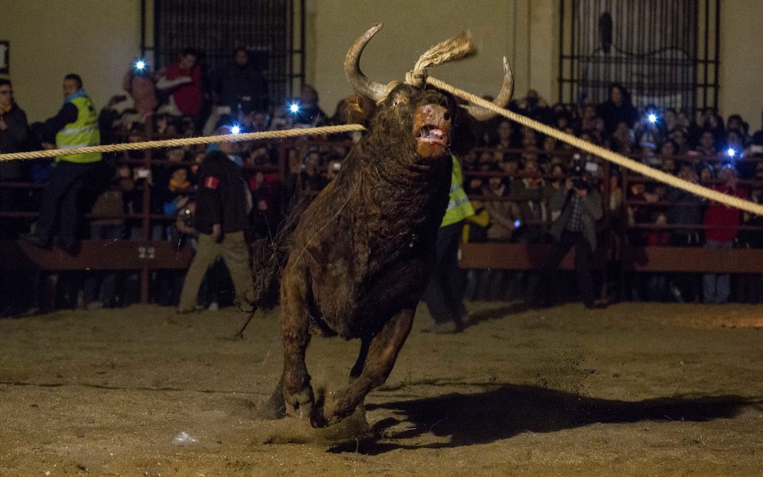 Las fiestas patronales o el gamberrismo con animales
