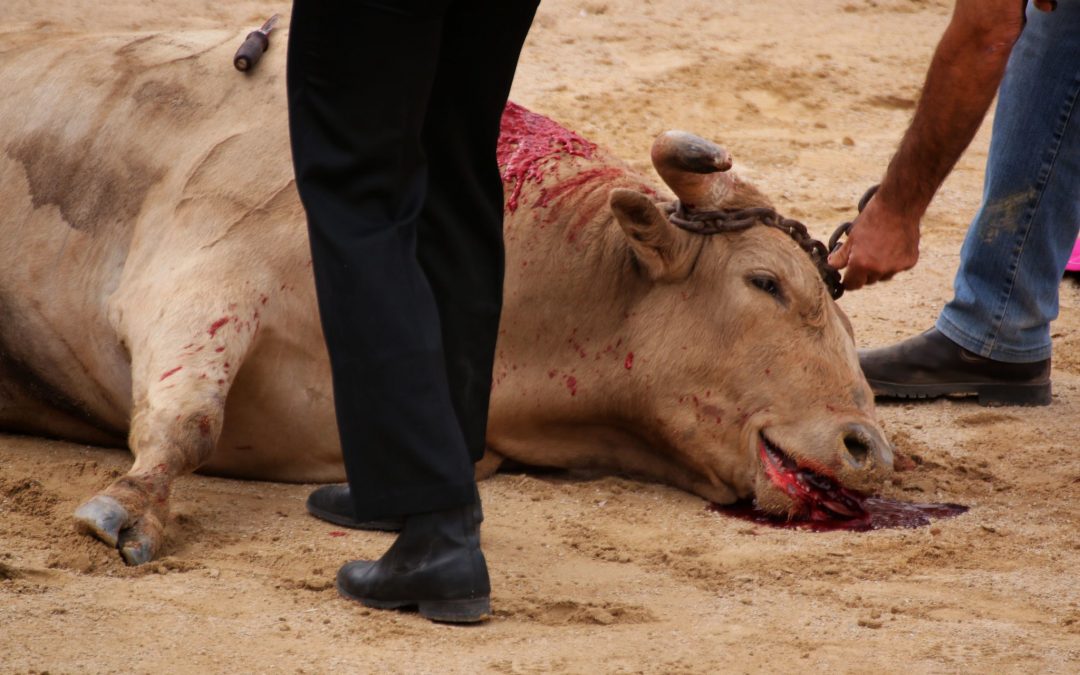 La Córdoba vaciada se divierte con el sufrimiento animal