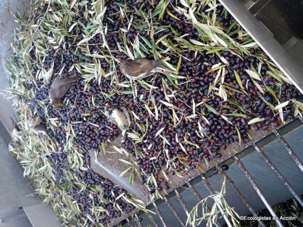 Ecologistas aplaude la prohibición de recoger aceituna por la noche