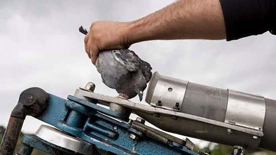 Ecologistas en Acción y SEO/BirdLife denuncian las tiradas de codorniz a máquina en Andalucía.