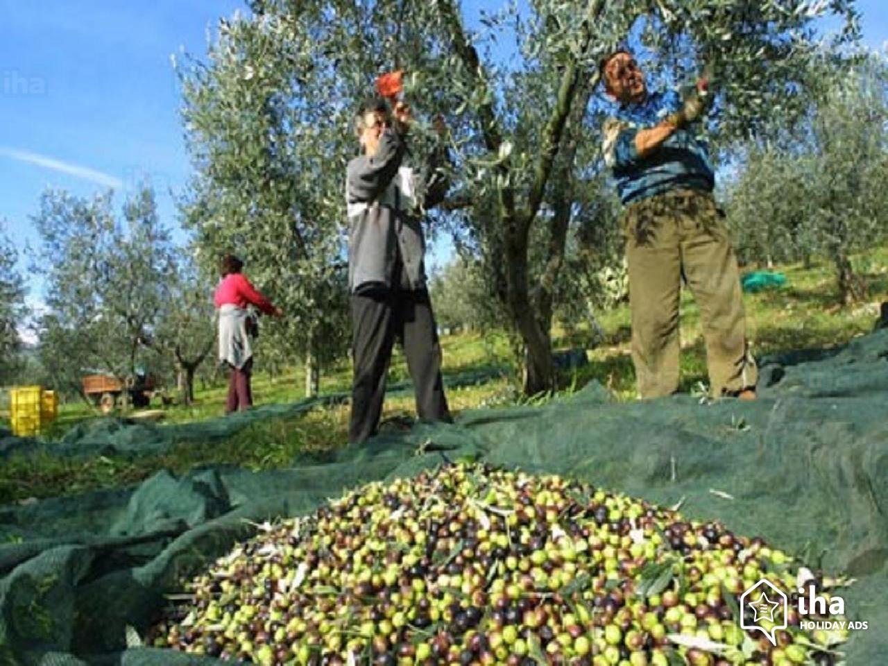 Recogida aceituna