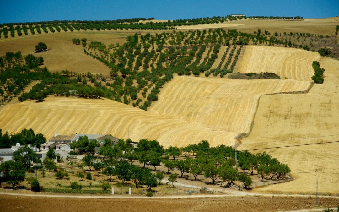 Camarón que se duerme