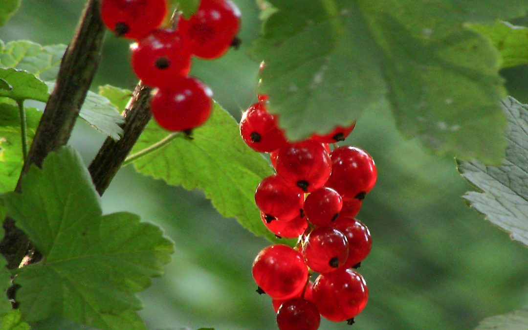 Nuestro carro de la compra