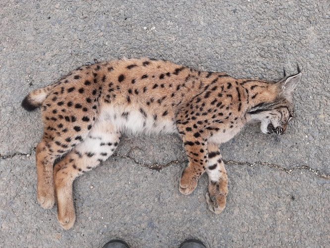 Mueren dos linces atropellados en Doñana, que suben a tres los muertos en lo que va de mayo.