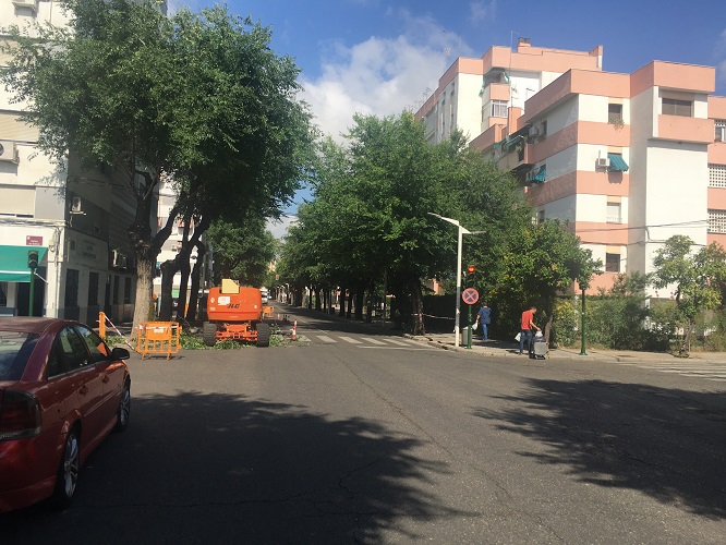 Árboles en Avenida Virgen de la Milagrosa