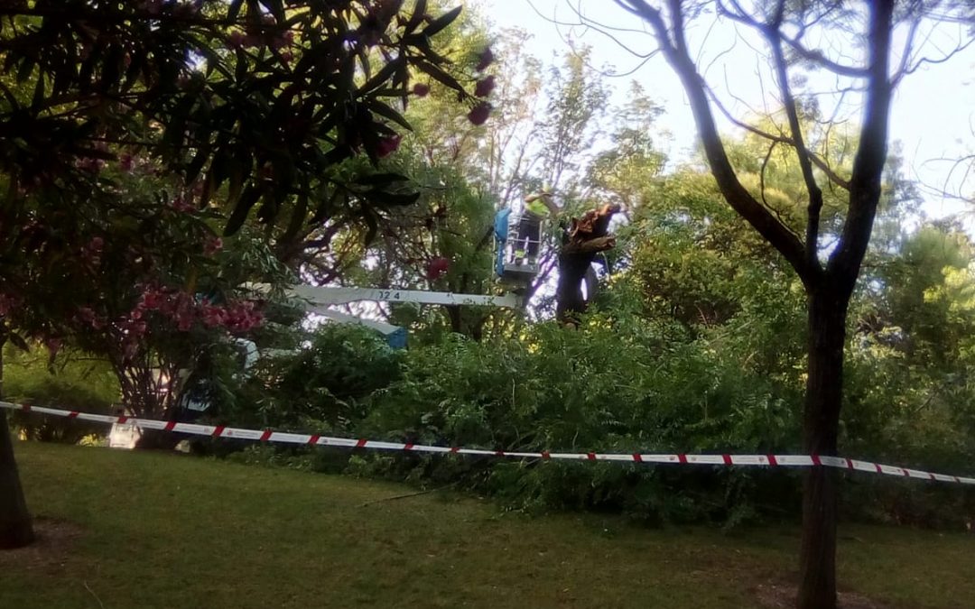 Podas salvajes en el Parque Cruz Conde
