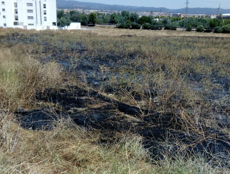 La A.V. Guadalquivir del Campo de la Verdad denuncia la falta de mantenimiento en las zonas verdes del barrio