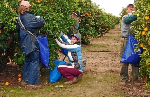 Trabajar en el campo: Una jungla donde se devoran literalmente unos a otros