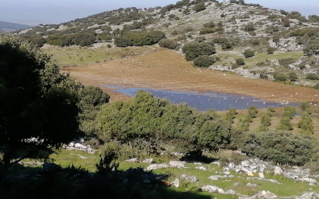 Ecologistas en Acción exige a la Junta que obligue a restituir un terreno forestal plantado con olivos en Zuheros