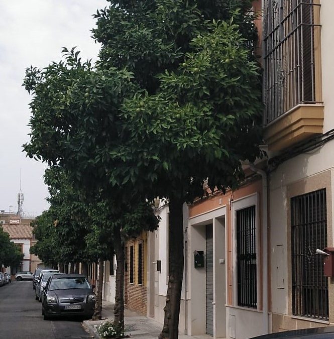 El Consejo del Movimiento Ciudadano urge a comenzar una poda controlada en toda la ciudad