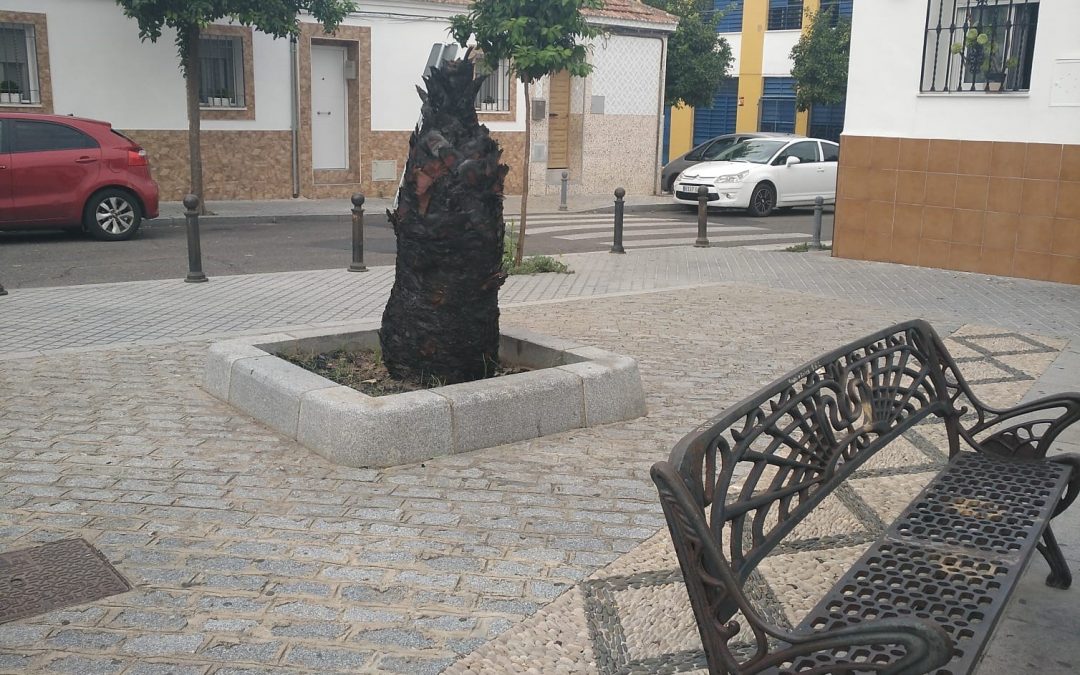 La A.V. Guadalquivir del Campo de la Verdad exige que comience la poda anual ya