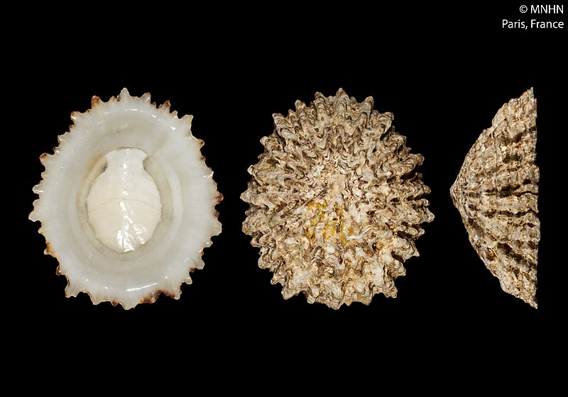 El proyecto estatal «la lapa que da la lata” termina sus acciones con muy buena acogida y resultados.