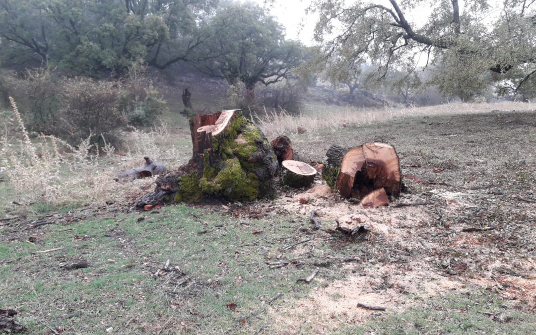 Ecologistas en Acción denuncia que ENDESA destroza árboles centenarios en el Parque Natural de las Sierras Subbéticas.