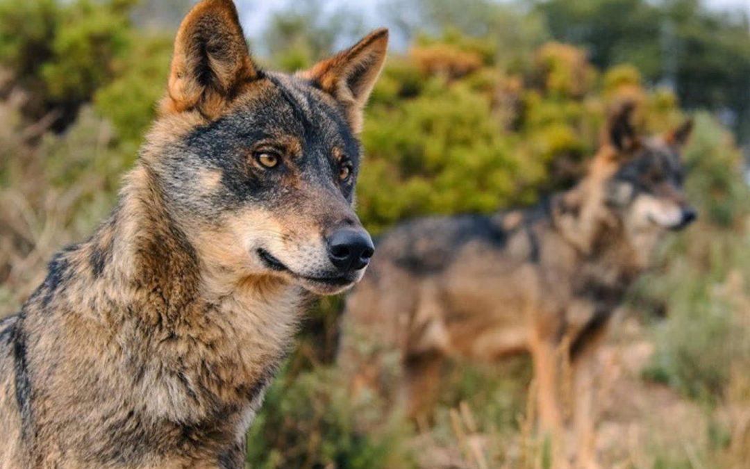 Varias entidades ecologistas insisten en la catalogación del lobo en peligro de extinción