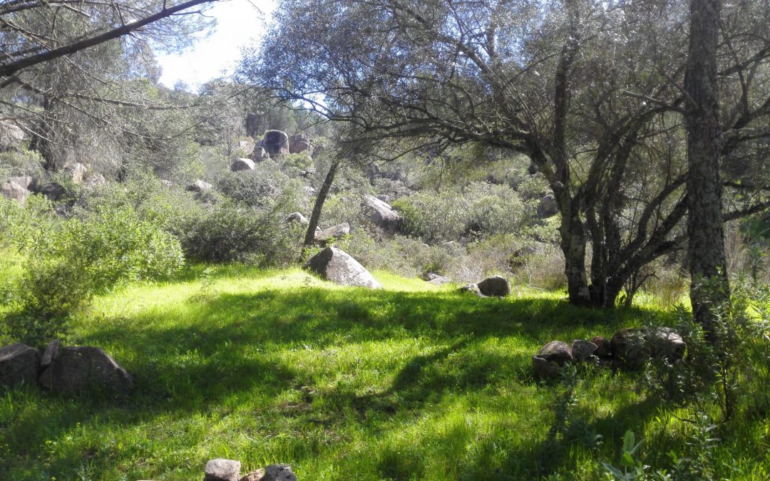 Ecologistas en Acción denuncia malas prácticas forestales en los Villares