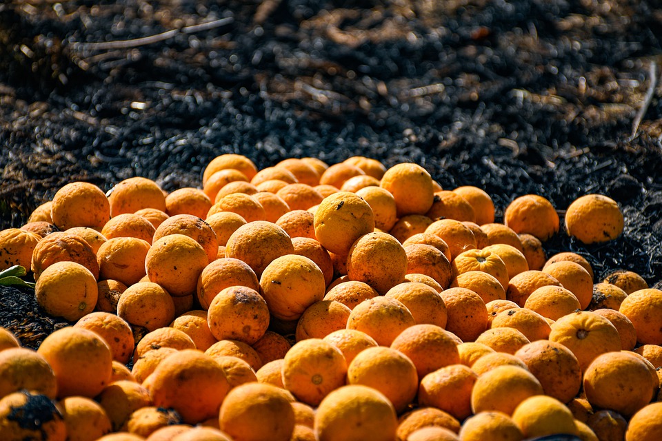 Ecologistas en Acción reclama compatibilizar la recogida de naranjas con la protección de la biodiversidad
