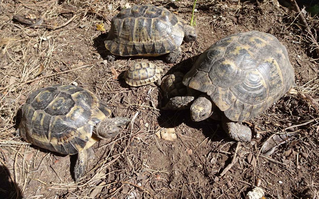 Mueren miles de tortugas moras en un centro de recuperación de la Junta de Andalucía