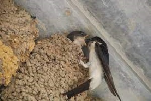 Ecologistas en Acción celebra la iniciativa vecinal de instalación de cajas nido para vencejos en el espacio cultural Luciana Centeno