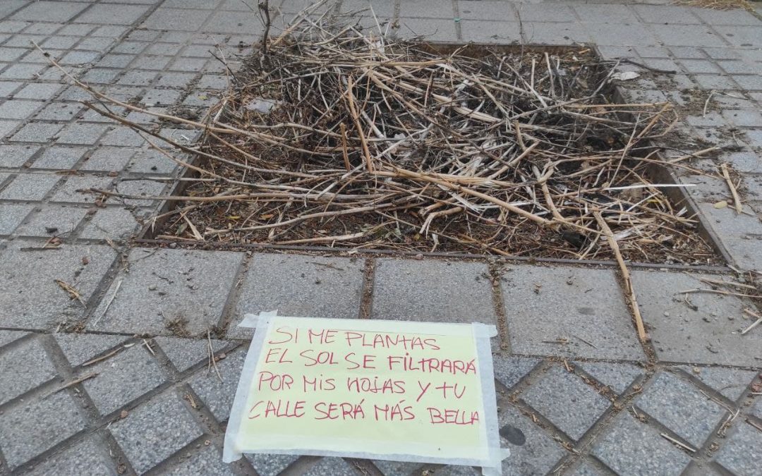 Vecinas y vecinos de Córdoba siguen reclamando árboles para hacer frente a los efectos de la crisis climática