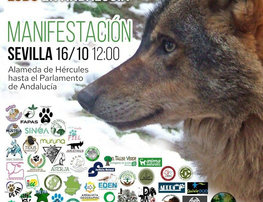 Varias organizaciones sociales y políticas convocan una manifestación en Sevilla por la recuperación del lobo en Andalucía