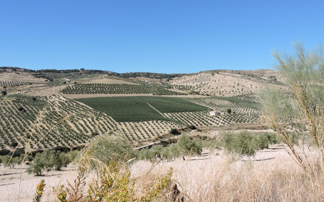 Gracias a las denuncias de Ecologistas en Acción y otras organizaciones, la Junta «suspende» la cogida de la aceituna por la noche por tercer año consecutivo
