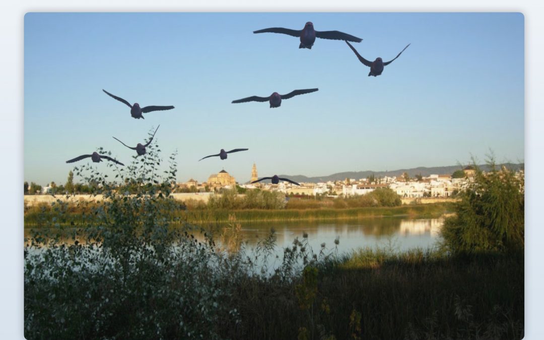 Paseo «crítico» por el Guadalquivir, organizado por la Plataforma por un Río Vivo