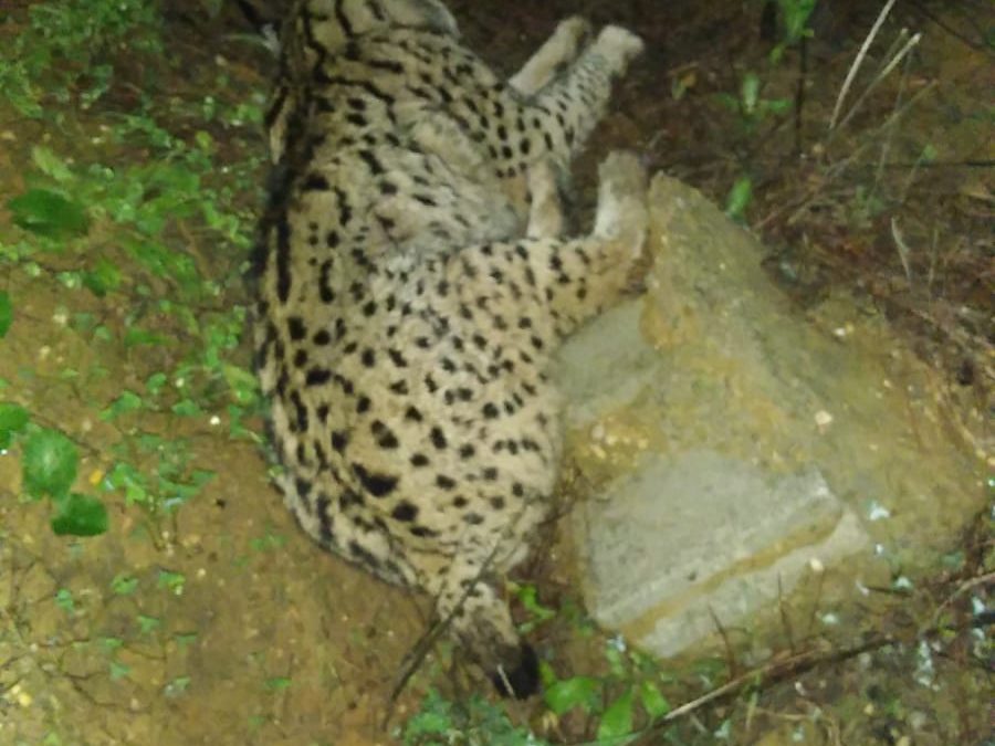 Atropellado un lince en la carretera de los Pinares de Aznalcázar, en Doñana-Aljarafe.