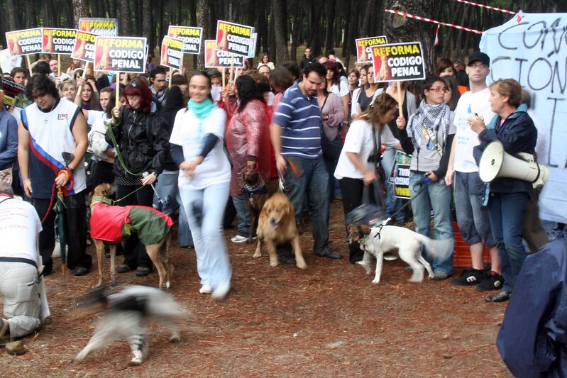 Instan al Gobierno de España a dar continuidad a la Ley de Protección y Derechos de los animales