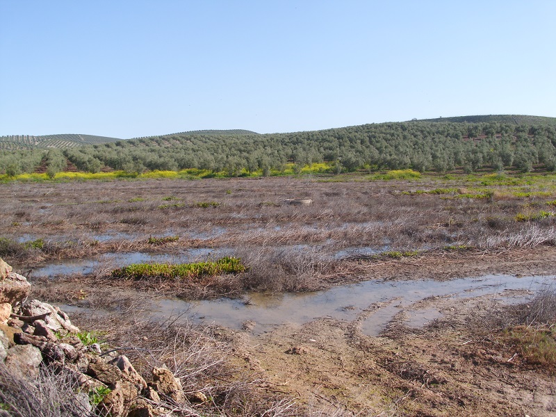 Ecologistas en Acción reivindica la recuperación, restauración y conservación de los humedales en su  Día Mundial