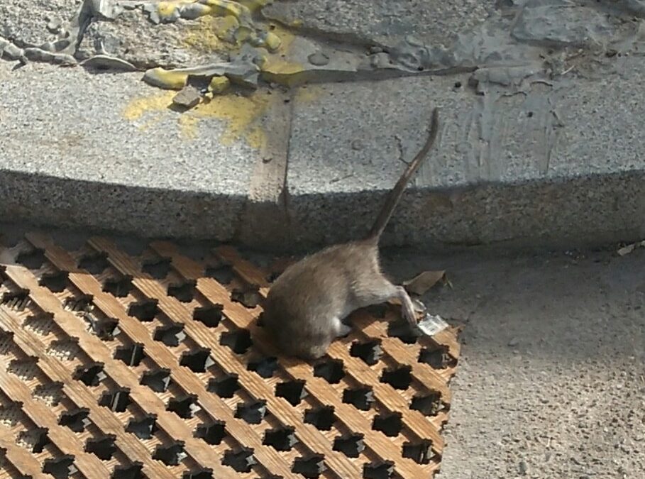 La vecindad del Campo de la Verdad urge actuaciones de desratización