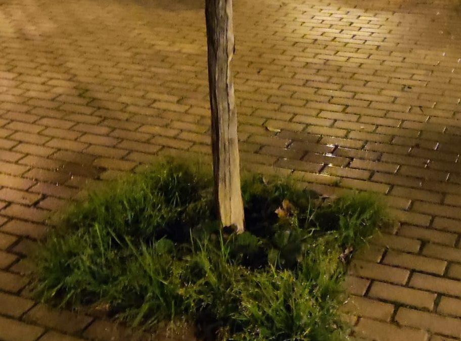 Ecologistas en Acción propone a los grupos municipales la firma de un Pacto de Ciudad por la reforestación